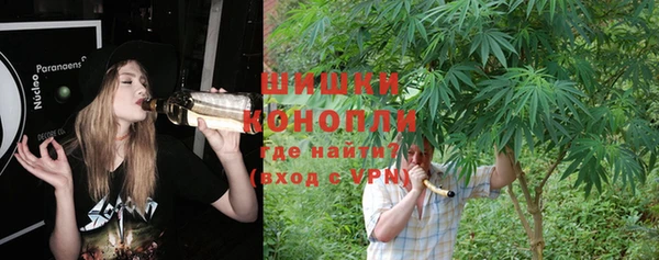сатива Новокубанск