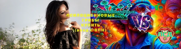 сатива Новокубанск